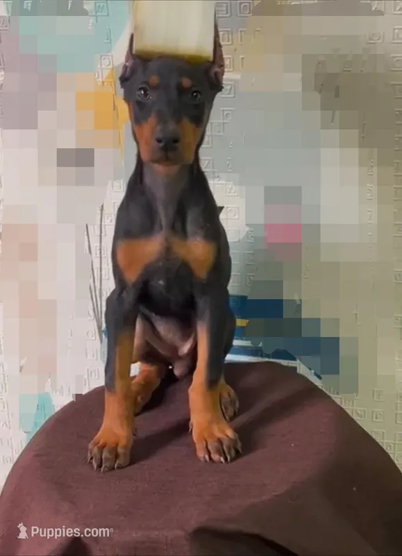 Mike – Doberman Pinscher puppy for sale in San Diego, CA