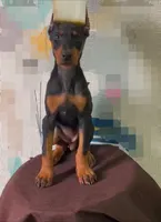 Mike, a male Doberman Pinscher for sale in San Diego, CA – Photo 1 of 2