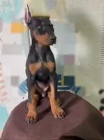 Mike, a male Doberman Pinscher for sale in San Diego, CA – Photo 2 of 2