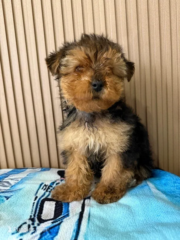 Ted – Yorkshire Terrier puppy for sale in San Diego, CA
