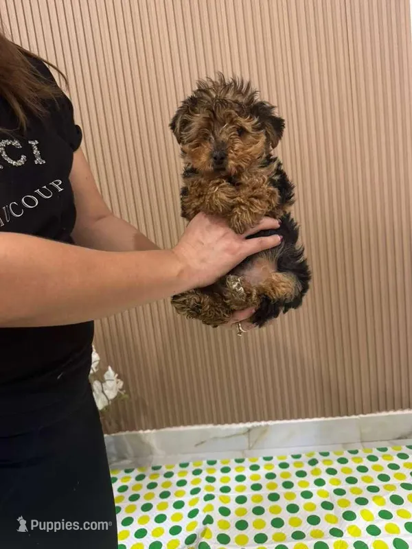 Ted – Yorkshire Terrier puppy for sale in San Diego, CA