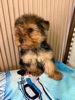 Ted, a male Yorkshire Terrier for sale in San Diego, CA – Photo 2 of 3