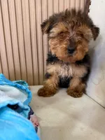 Ted, a male Yorkshire Terrier for sale in San Diego, CA – Photo 3 of 3