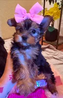 Angie, a female Yorkshire Terrier for sale in San Diego, CA – Photo 1 of 2