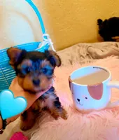 Angie, a female Yorkshire Terrier for sale in San Diego, CA – Photo 2 of 2