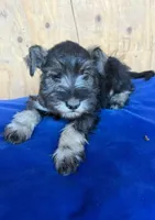 Coco, a male Miniature Schnauzer for sale in San Diego, CA – 2 of 2