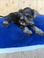 Coco, a male Miniature Schnauzer for sale in San Diego, CA – 1 of 2