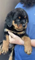 Zeus, a male Rottweiler for sale in San Diego, CA – Photo 2 of 2