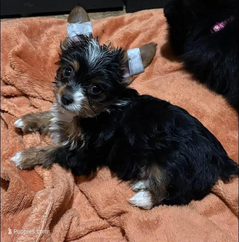 Lily – Yorkshire Terrier puppy for sale in San Diego, CA