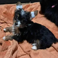 Lily, a female Yorkshire Terrier for sale in San Diego, CA – Photo 1 of 2