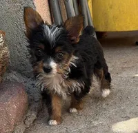 Lily, a female Yorkshire Terrier for sale in San Diego, CA – Photo 2 of 2