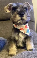 Simon , a male Miniature Schnauzer for sale in San Diego, CA – 2 of 2