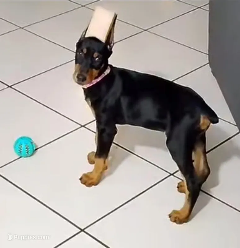 Queen – Doberman Pinscher puppy for sale in San Diego, CA