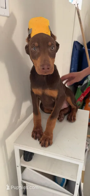 Lala – Doberman Pinscher puppy for sale in San Diego, CA