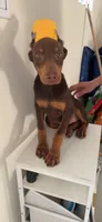 Lala, a female Doberman Pinscher for sale in San Diego, CA – Photo 1 of 2