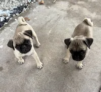 Runt Female, a female Pug for sale in Athens, AL – 7 of 7