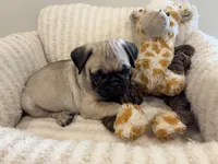 Biggest Femal, a female Pug for sale in Athens, AL – 2 of 7