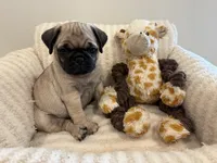 Biggest Femal, a female Pug for sale in Athens, AL – 5 of 7