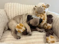 Middle girl, a female Pug for sale in Athens, AL – 7 of 7