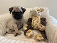 Biggest Femal, a female Pug for sale in Athens, AL – 6 of 7