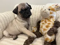 Middle girl, a female Pug for sale in Athens, AL – 6 of 7