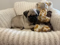 Biggest Femal, a female Pug for sale in Athens, AL – 4 of 7