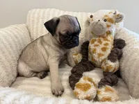 Middle girl, a female Pug for sale in Athens, AL – 5 of 7