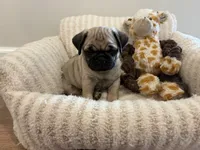 Biggest Femal, a female Pug for sale in Athens, AL – 3 of 7
