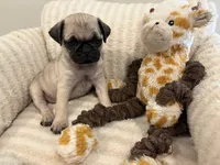 Runt Female, a female Pug for sale in Athens, AL – 6 of 7