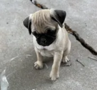 Runt Female, a female Pug for sale in Athens, AL – 3 of 7