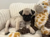 Runt Female, a female Pug for sale in Athens, AL – 4 of 7