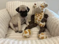 Runt Female, a female Pug for sale in Athens, AL – 2 of 7