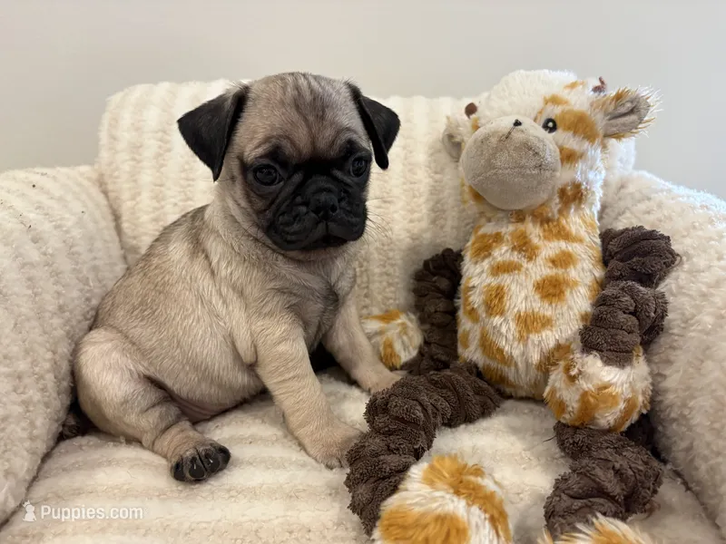 Middle girl – Pug puppy for sale in Athens, AL