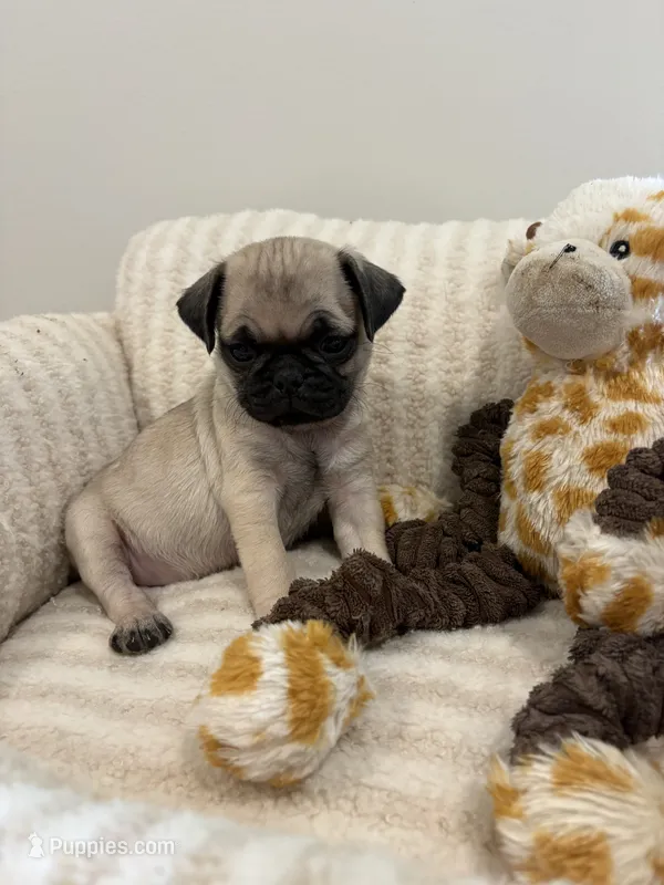 Runt Female – Pug puppy for sale in Athens, AL