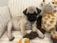 Runt Female, a female Pug for sale in Athens, AL – 5 of 7