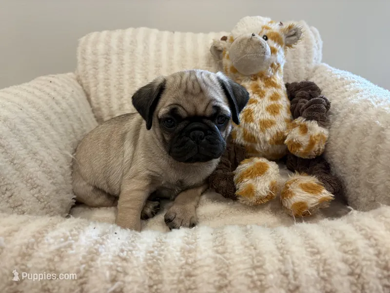 Biggest Femal – Pug puppy for sale in Athens, AL