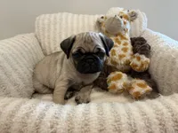 Biggest Femal, a female Pug for sale in Athens, AL – 1 of 7