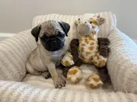 Biggest Femal, a female Pug for sale in Athens, AL – 7 of 7