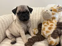 Middle girl, a female Pug for sale in Athens, AL – 4 of 7