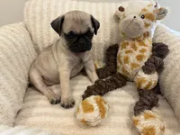 Runt Female, a female Pug for sale in Athens, AL – 3 of 7