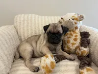Middle girl, a female Pug for sale in Athens, AL – 3 of 7