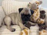 Middle girl, a female Pug for sale in Athens, AL – 2 of 7