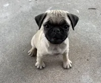Runt Female, a female Pug for sale in Athens, AL – 5 of 7
