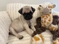 Runt Female, a female Pug for sale in Athens, AL – 7 of 7