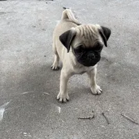 Runt Female, a female Pug for sale in Athens, AL – 1 of 7