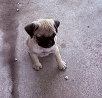 Runt Female, a female Pug for sale in Athens, AL – 4 of 7