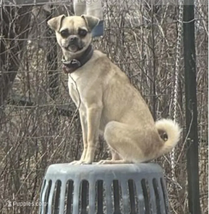 Sondra, a female Chihuahua and Pug for sale in Springfield, MO – Photo 1 of 1