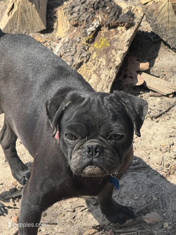 Otis, a male Pug for sale in Springfield, MO – Photo 1 of 1