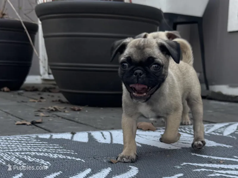 Chunky – Chihuahua, Pug puppy for sale in Springfield, MO