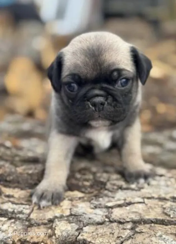 Chunky – Chihuahua, Pug puppy for sale in Springfield, MO